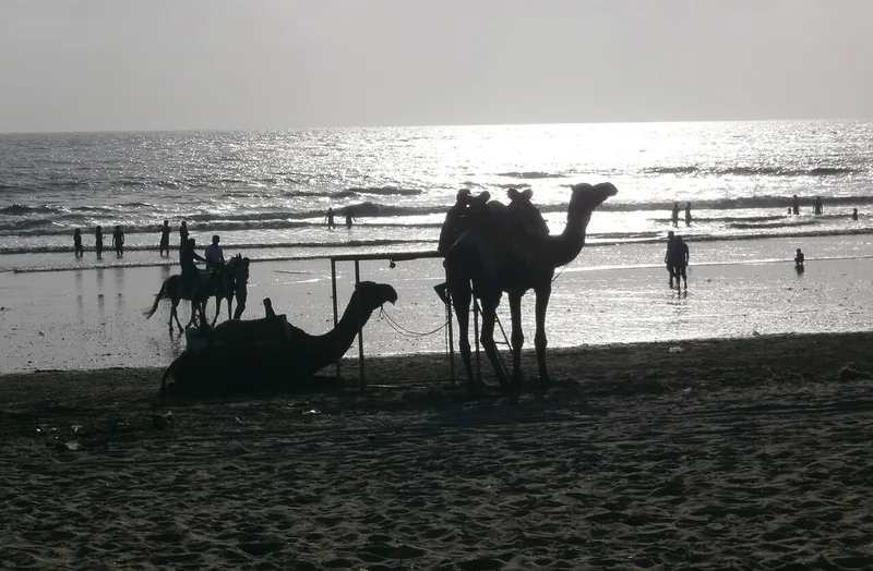Camels beside the shoreline at Kashid Beach